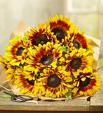 Shop Sunflowers
